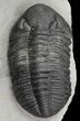 Large, Drotops Trilobite With Great Eyes #69753-5